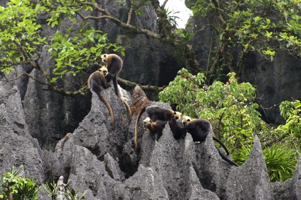 Cat Ba langur